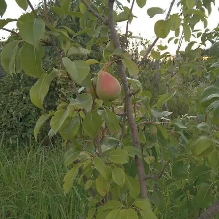 Oasis ヴィラ New Shtoj