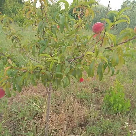 ヴィラ Oasis New Shtoj