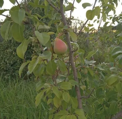 Oasis 别墅 New Shtoj